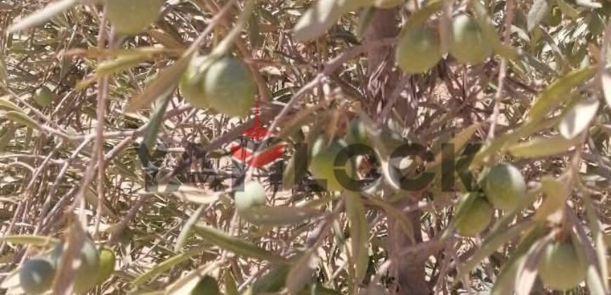 مزرعة ٤ فدان زيتون مثمر السويس