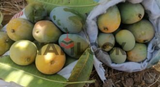 مزرعة ٤ فدان زيتون مثمر السويس مزرعة ٤ فدان زيتون مثمر السويس