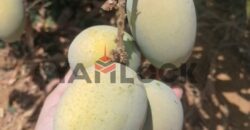 مزرعة ٤ فدان زيتون مثمر السويس