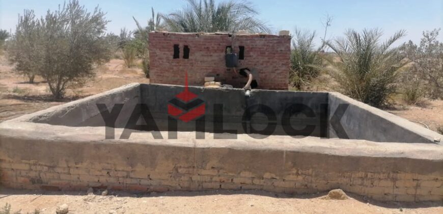 مزرعة ٤ فدان زيتون مثمر السويس