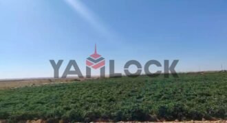 64 فدان للبيع فى الريف طريق مركز سمالوط المنيا الصحراوى الغربه 8 كيلو 64 فدان للبيع فى الريف طريق مركز سمالوط المنيا الصحراوى الغربه 8 كيلو