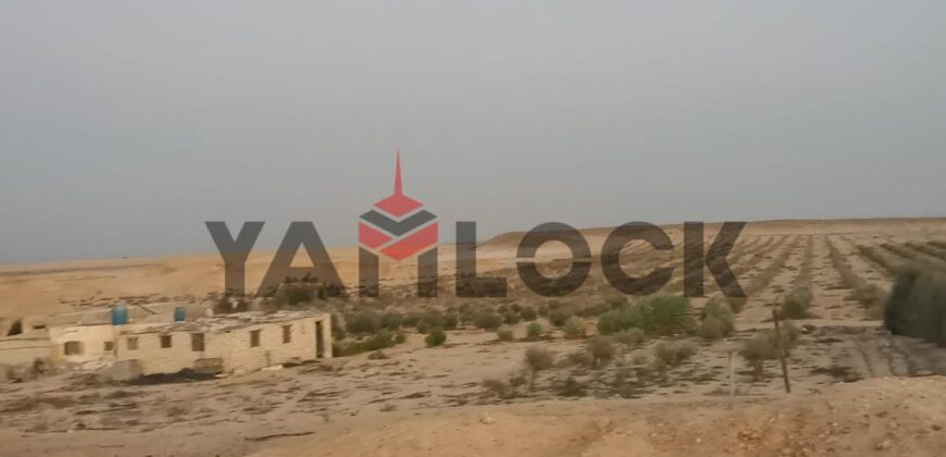 مزرعة زيتون مُسجلة على طريق الضبعة (تقسيم مرن) – إنتاجية عالية – تمليك شهر عقاري