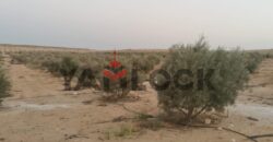 مزرعة زيتون مُسجلة على طريق الضبعة (تقسيم مرن) – إنتاجية عالية – تمليك شهر عقاري