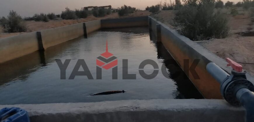 مزرعة زيتون مُسجلة على طريق الضبعة (تقسيم مرن) – إنتاجية عالية – تمليك شهر عقاري