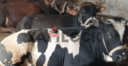 مزرعة للبيع للإنتاج الحيواني مرخصة