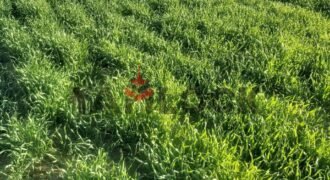 مزرعة 500 فدان للبيع بالفرافره سهل بركه – الوادى الجديد مزرعة 500 فدان للبيع بالفرافره سهل بركه – الوادى الجديد