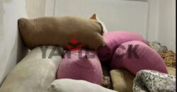 محل تجاري 50 م² للبيع في شارع محمود الفلكي – الاسكندرية