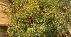 شقة 180 م² للايجار مفروشة في النرجس 6 – التجمع الخامس