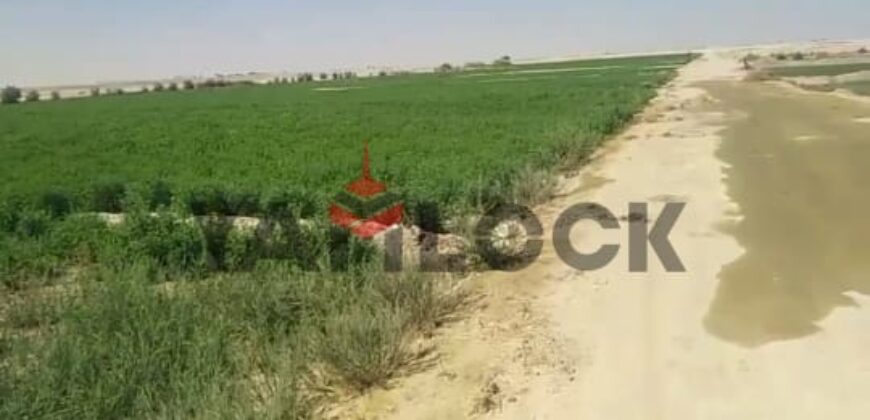 أرض 56 فدان للبيع في مدينه الفرافره قريه الكفاح منطقه عين التنين – الوادي الجديد