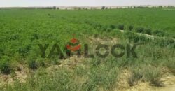 أرض 56 فدان للبيع في مدينه الفرافره قريه الكفاح منطقه عين التنين – الوادي الجديد