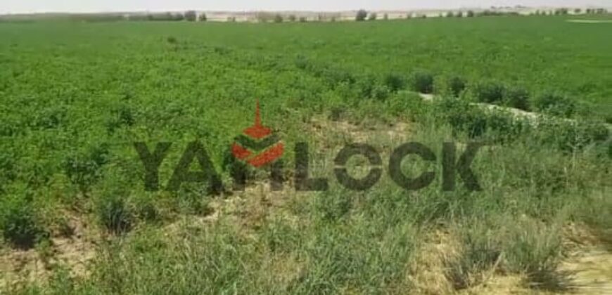 أرض 56 فدان للبيع في مدينه الفرافره قريه الكفاح منطقه عين التنين – الوادي الجديد