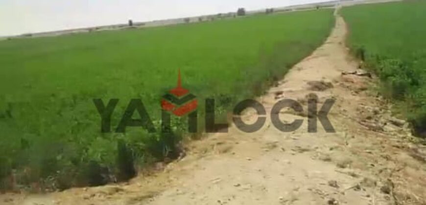 أرض 56 فدان للبيع في مدينه الفرافره قريه الكفاح منطقه عين التنين – الوادي الجديد