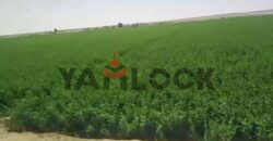 أرض 56 فدان للبيع في مدينه الفرافره قريه الكفاح منطقه عين التنين – الوادي الجديد