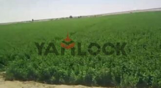 أرض 56 فدان للبيع في مدينه الفرافره قريه الكفاح منطقه عين التنين – الوادي الجديد أرض 56 فدان للبيع في مدينه الفرافره قريه الكفاح منطقه عين التنين – الوادي الجديد