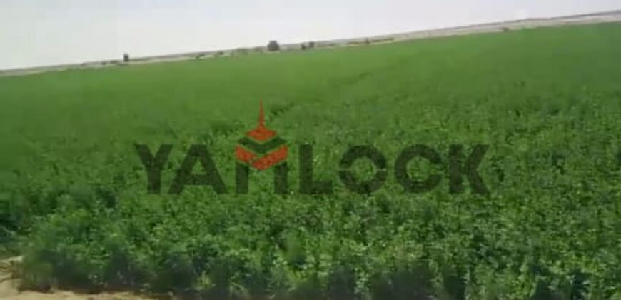 أرض 56 فدان للبيع في مدينه الفرافره قريه الكفاح منطقه عين التنين – الوادي الجديد