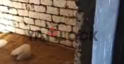 أرض 6250 م² للبيع في شمال سيناء وبالتحديد في بالوظة