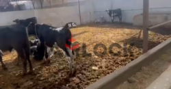 مزرعة 8 قيراط للبيع بمزارع الاتحاد طريق الاسماعيلية