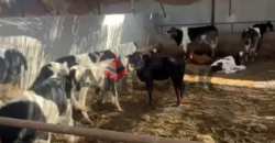 مزرعة 8 قيراط للبيع بمزارع الاتحاد طريق الاسماعيلية