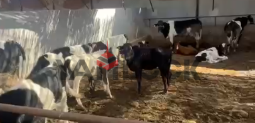 مزرعة 8 قيراط للبيع بمزارع الاتحاد طريق الاسماعيلية