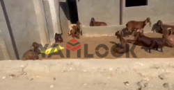مزرعة 8 قيراط للبيع بمزارع الاتحاد طريق الاسماعيلية