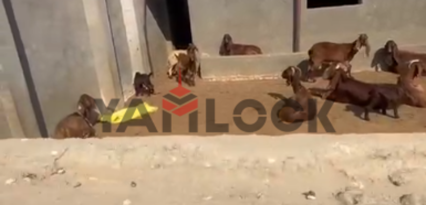مزرعة 8 قيراط للبيع بمزارع الاتحاد طريق الاسماعيلية