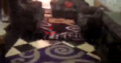 شقة 125 م² للبيع في العجمي اسكندرية ابو يوسف بحري ش الكويته امام الملاهي