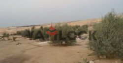 مزرعة 10 فدان للبيع 40000 م² في الوادي الجديد العدالة وادى النطرون