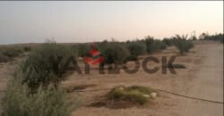 مزرعة 10 فدان للبيع 40000 م² في الوادي الجديد العدالة وادى النطرون