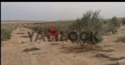 مزرعة 10 فدان للبيع 40000 م² في الوادي الجديد العدالة وادى النطرون