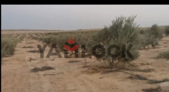 مزرعة 10 فدان للبيع 40000 م² في الوادي الجديد العدالة وادى النطرون