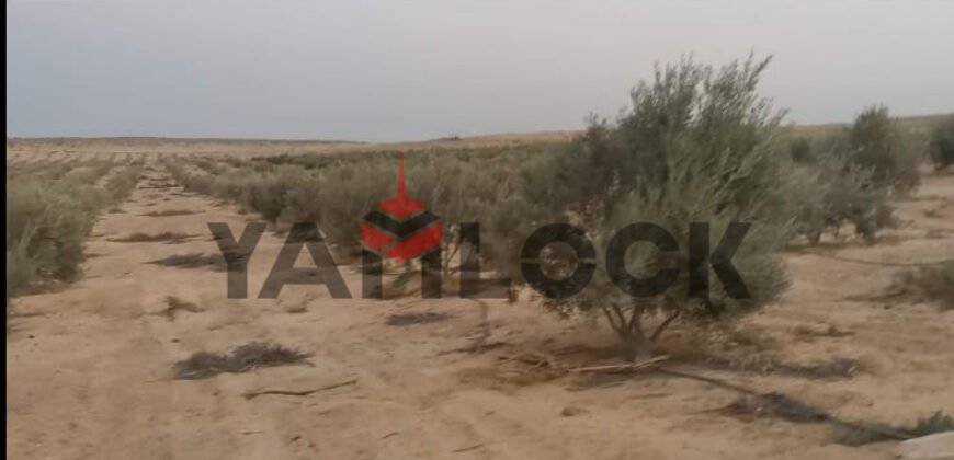 مزرعة 10 فدان للبيع 40000 م² في الوادي الجديد العدالة وادى النطرون